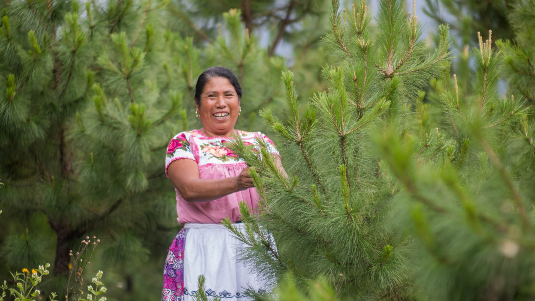 Esfuerzos para restaurar el suelo echan raíces en América Latina